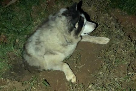 Cachorro foi encontrado vivo e parcialmente enterrado após furto em sítio