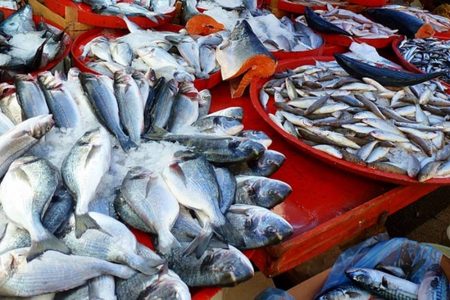 Peixes mortos em bacias de gelo Peixes para venda - consmo por pessoas com doença renal