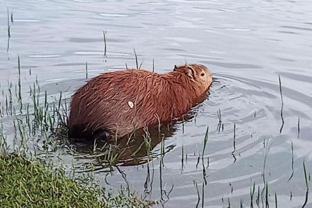 capivara
