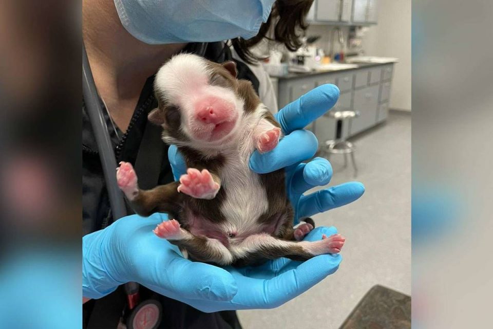 Cachorro com seis patas