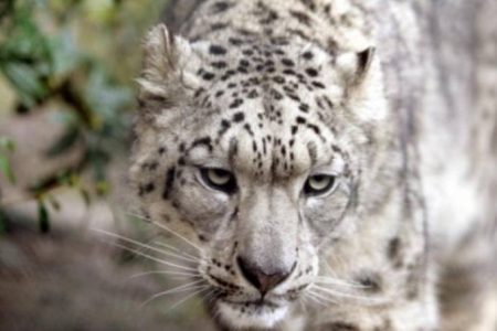 Leopardo
