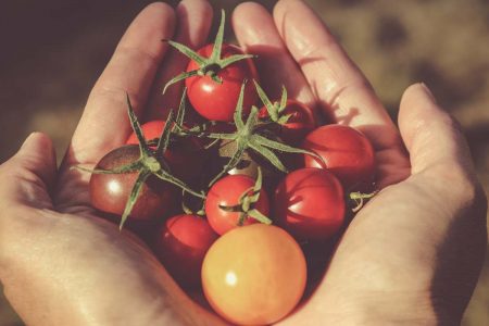 tomates