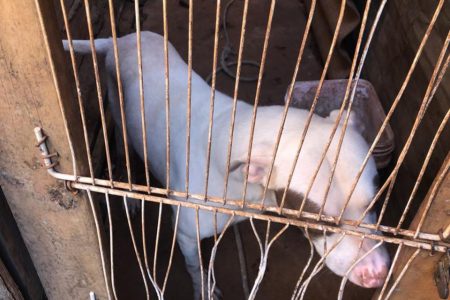 Cachorro preso em gaiola