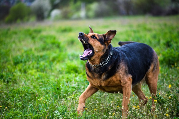 cachorro com raiva