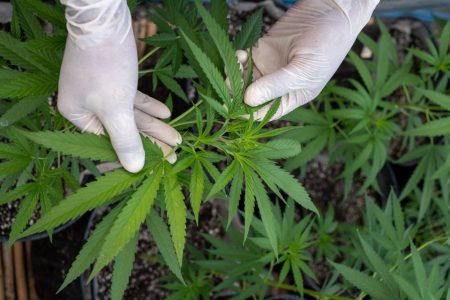 NAKHON RATCHASIMA, THAILAND - MARCH 25: Thai greenhouse workers trim damaged marijuana leaves and care for plants at the greenhouse facilities at the Rak Jang farm on March 25, 2021 in Nakhon Ratchasima, Thailand. The Rak Jang farm, in Nakhon Ratchasima, Thailand, is one of the first farms that has been given permission by the Thai government to grow cannabis and sell their products to medical facilities since medical marijuana was legalized in 2019. The cannabis grown by the farm is high in CBD and sold to local hospitals for therapeutic treatments for patients with prescriptions. Thailand plans to continue to develop more cannabis products in an effort to boost the local economy and draw more customers to Thailand for medical tourism. (Photo by Lauren DeCicca/Getty Images)