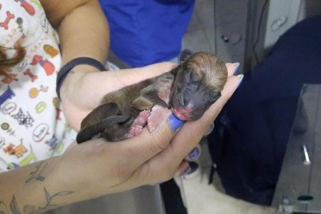 goias cadela que esperou em hospital por dono que morreu, foi adotada e tem filhote