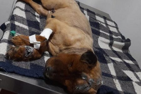 goias cachorra torturada em luziania