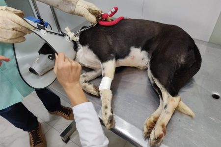 Abrigo em São Sebastião foi alvo de ataques de abelha