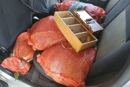 goias prf apreende cerca de 300 aves silvestres amontoadas dentro de veículo
