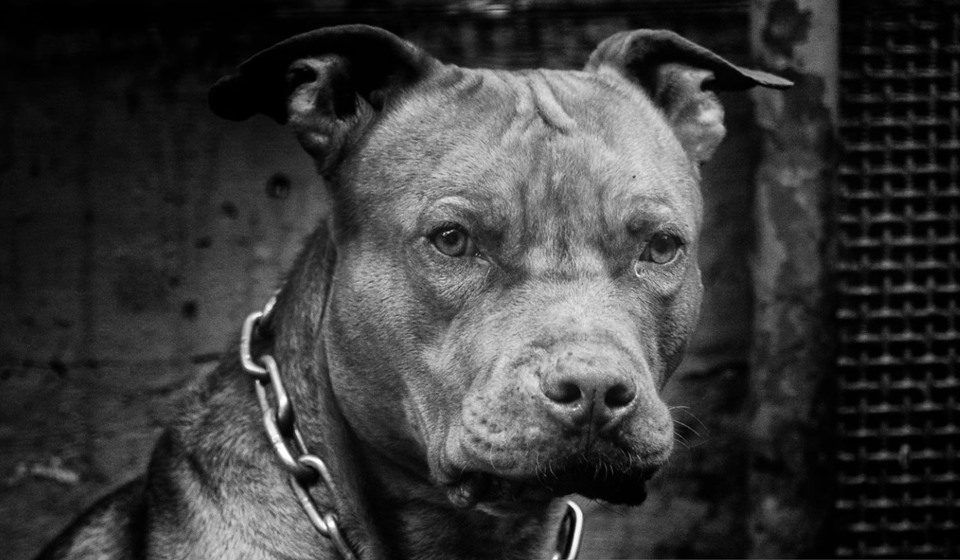 Cachorro pitbull