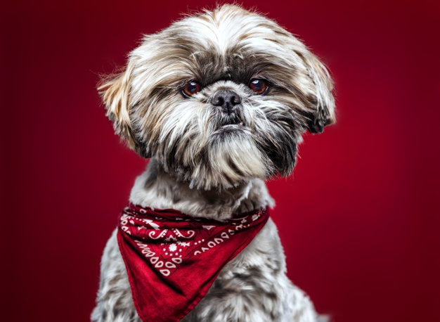 Cachorro da raça Shih Tzu