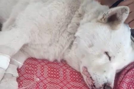 Yuki