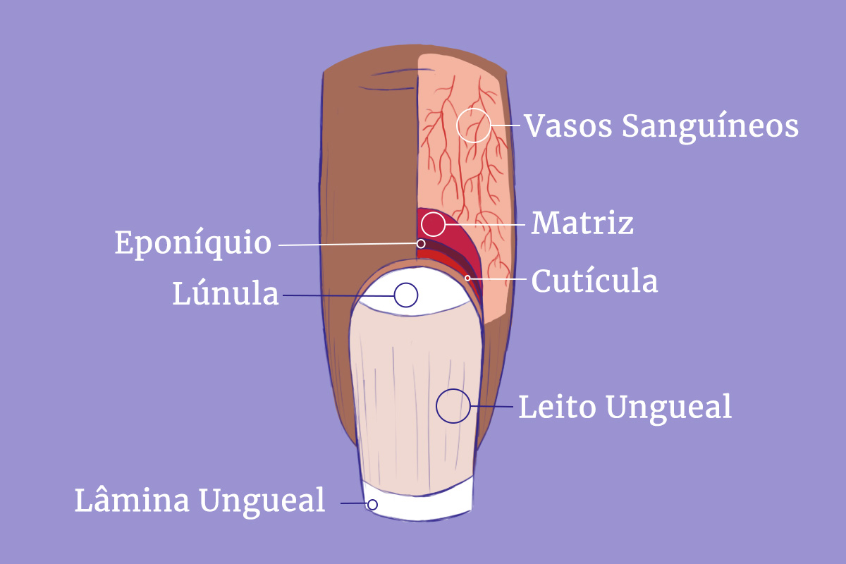 Ilustração - Anatomia da Unha cópia