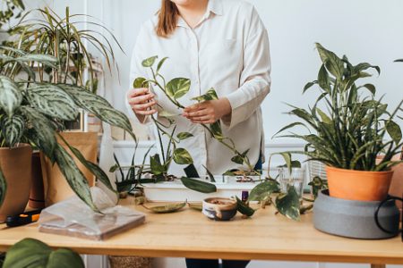 Selva urbana
