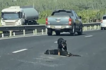Cachorro morre atropelado