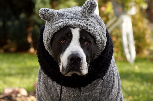 Cachorro com roupa de frio