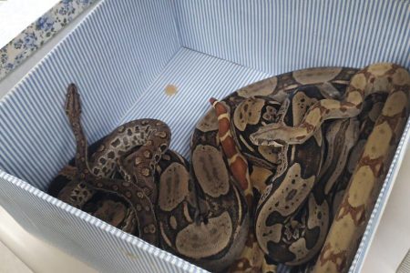 Polícia apreende cobras no Rio