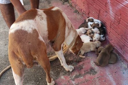 bombeiros de goiás encontram ninhada de filhotes de cachorro dentro de buraco em área atingida por fogo na vegetação