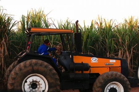 uso irregular de agrotóxicos na alimentação de bovinos em goiás vetos lei pesticidas