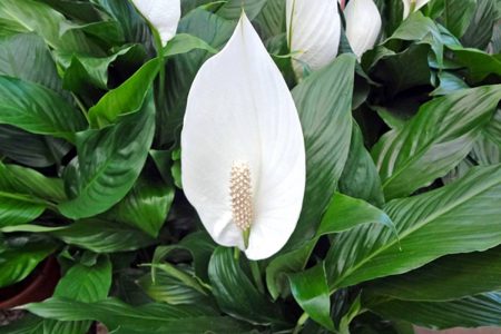 Lírios e os Lírios-da-paz (Lilium e Spathiphyllum wallisii)