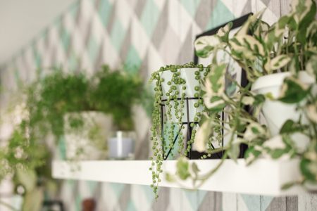 Três plantas de até R$ 30 para você investir e decorar sua casa