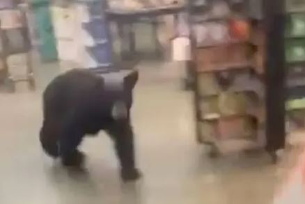 Urso anda por supermercado