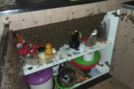 goias casa invadida abelhas