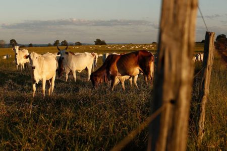 Gado em propriedade rural em Goiás