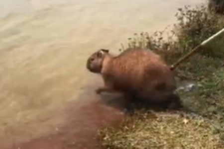 capivara