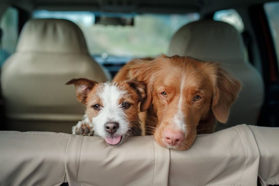 Cachorros no banco de trás de um carro
