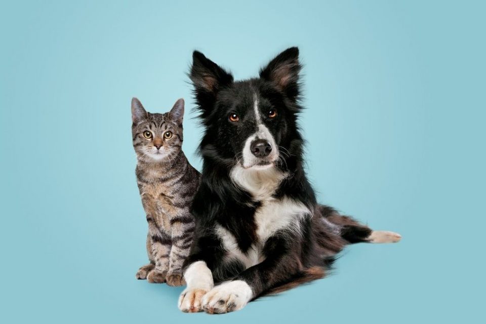 Gato e cachorro posando juntos