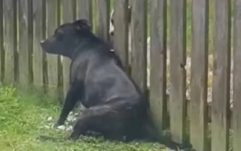 Cachorro na cerca recebendo massagem