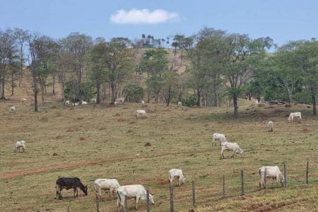 Fazenda alvo de ação de grupo criminoso que furtou gado, em Niquelândia, Goiás