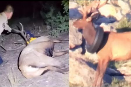 COLORADO PARKS AND WILDLIFE