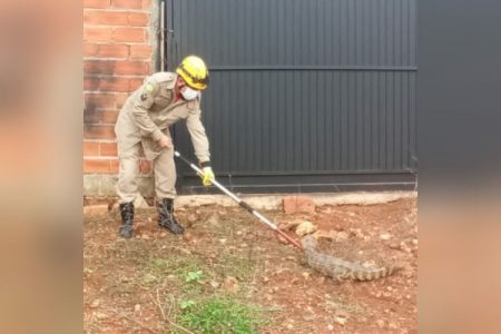Jacaré resgatado Goiás