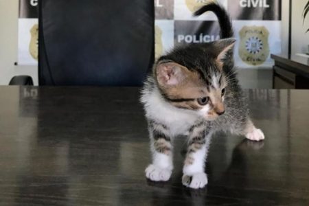 Suspeita de maus-tratos a animais no RS