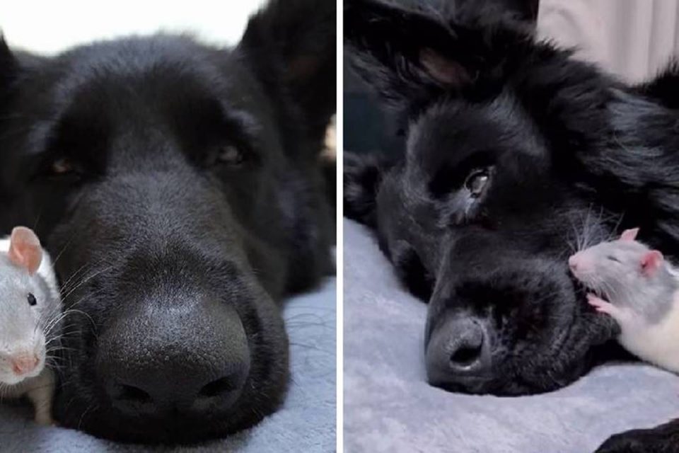 Cachorro e rato