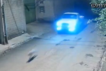 Caminhonete persegue cadela em rua