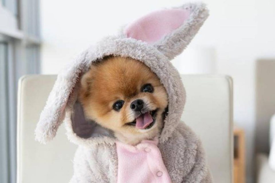 Jiff, cachorro fofo