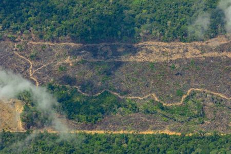 Fotografia colorida de floresta em Roraima