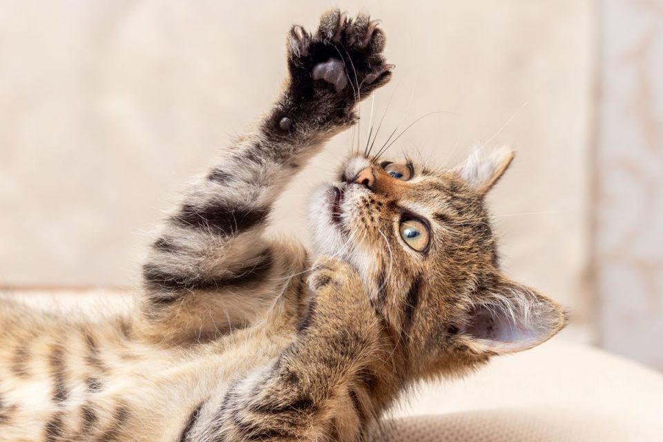 gatinho