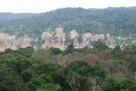 Desmatamento na Amazônia