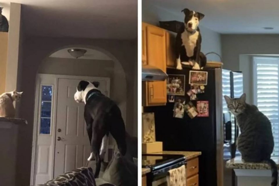 Na foto, um cachorro agindo como um gato, subindo em cima do sofrá e da geladeira, acompanhado por gatos