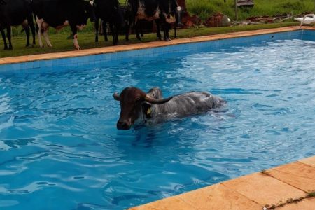 goias vaca piscina