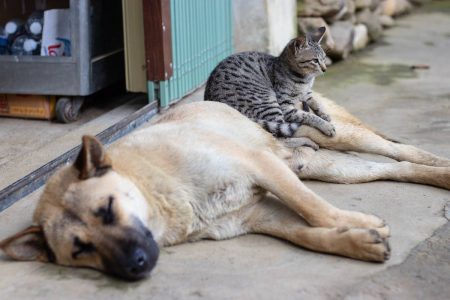 Um cachorro e um gato deitados em frente a uma loja - Metrópoles