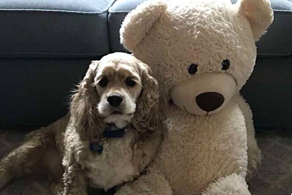 Na foto temos um urso de pelucia branco e grande e ao lado dele um cachorro marrom e branco peludinho