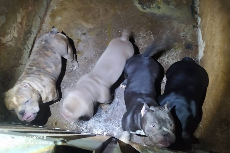 Cães