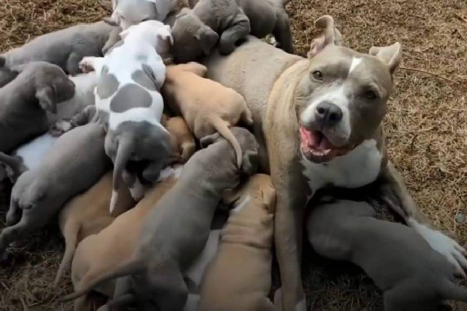 Na foto, uma cachorrinha da raça Pitbull com uma ninhada de 15 filhotes