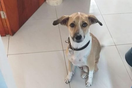 Cadela Pandora