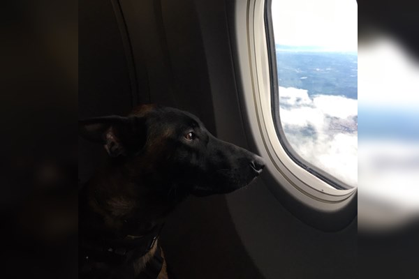 Cachorro em avião